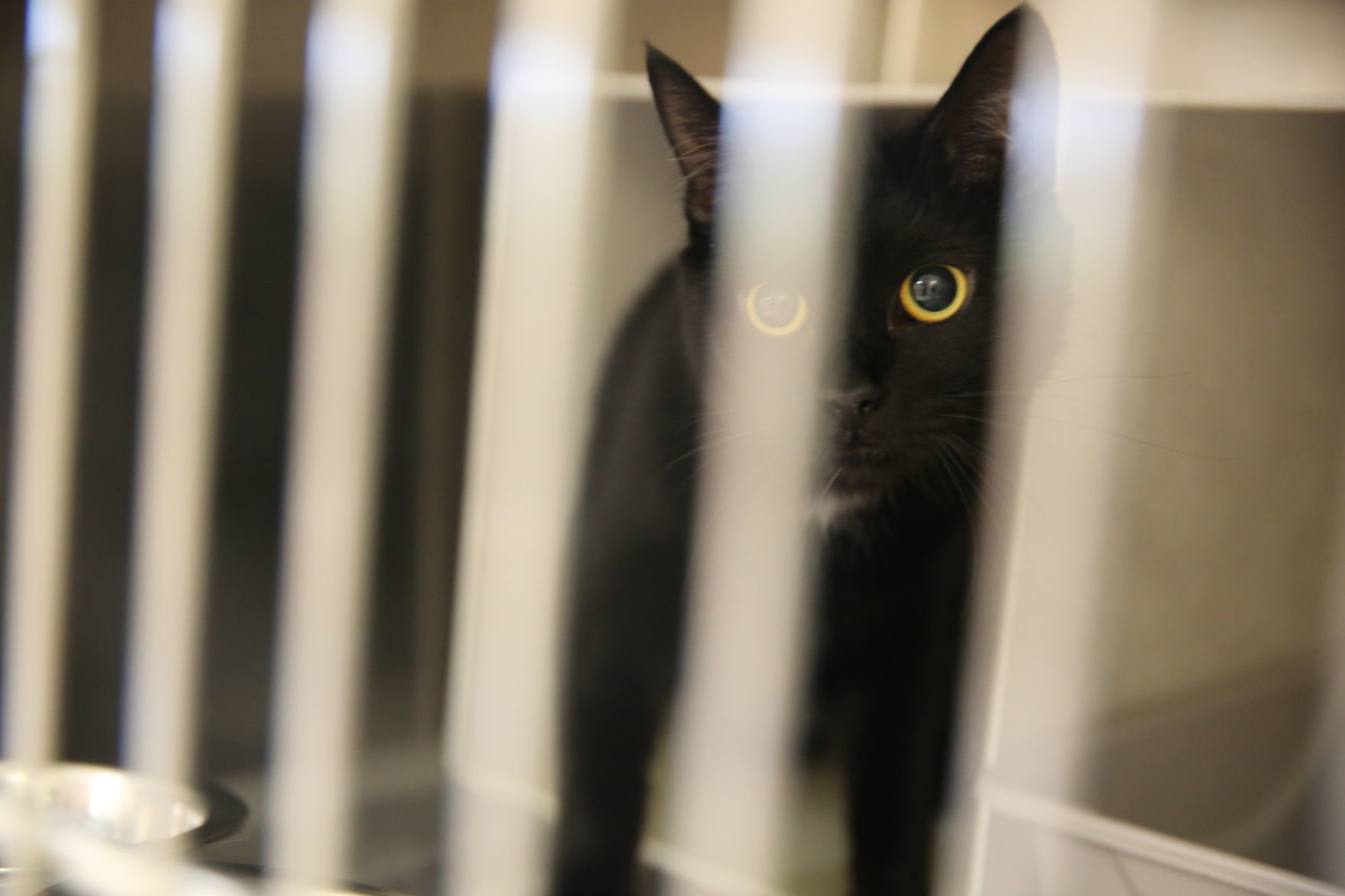 Atlantic County Animal Shelter's Clear the Shelter event Satuday, Aug. 17, 2019. The event runs through Sunday, Aug. 18.